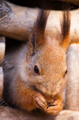 Portrait of a squirrel