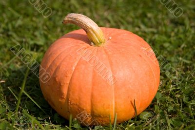 Single pumpkin