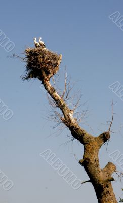 storks in nest on blue sky background