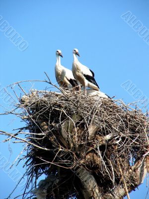 storks in nest on blue sky background