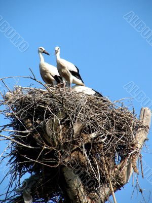 storks in nest on blue sky background
