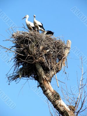 storks in nest on blue sky background
