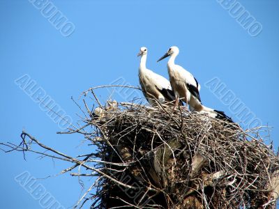 storks in nest on blue sky background