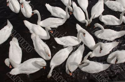 Swans