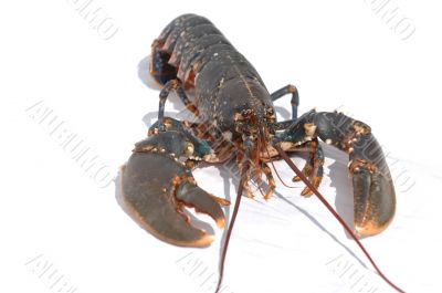 Lobster