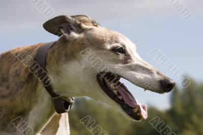 Greyhound