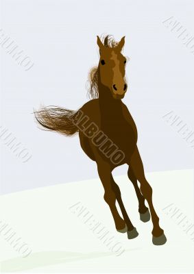 beautifull race-horse