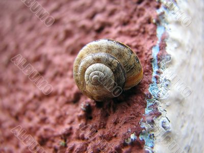 Snail on the wall