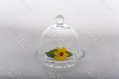 Flower and leaf protected by glass dome #1