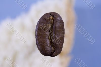 Coffee grain