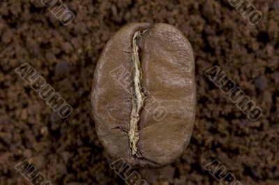 Coffee ground and in grains