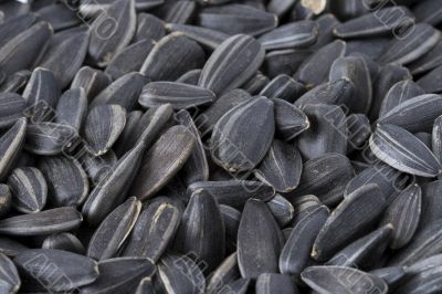 Large sunflower seeds