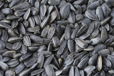 Large sunflower seeds