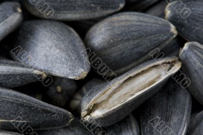 Large sunflower seeds