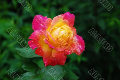 Bloom of Rose