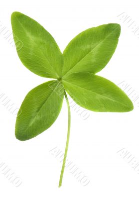 Four leaf Clover