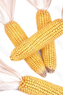 Decorative Corn