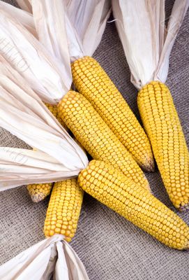 Decroative Corn on Burlap