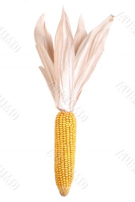 Isolated Decroative Corn