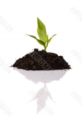 New Growth