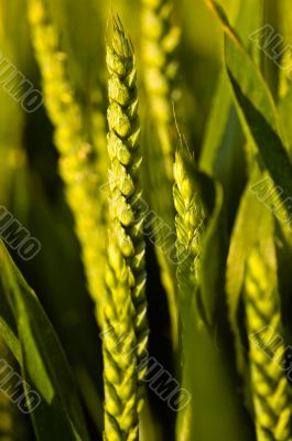Golden Wheat
