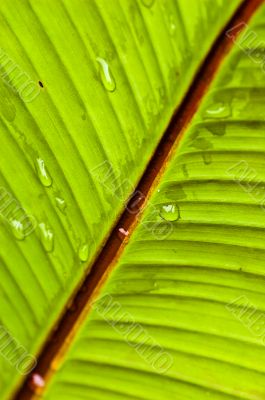 Diagonal Green Leaf