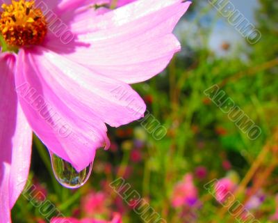 pink flower and drop
