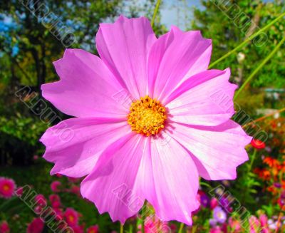 hot pink flower