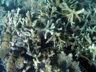 Great Barrier Reef