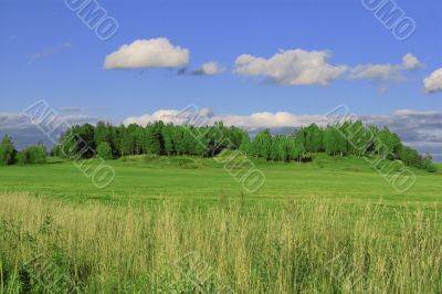 Summer landscape