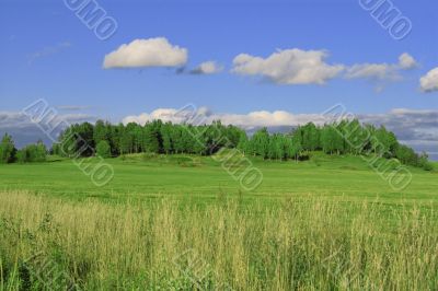 Summer landscape