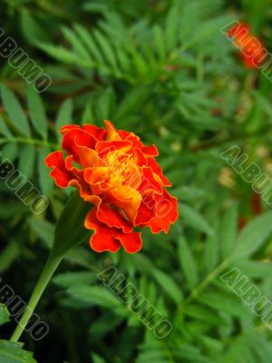 Garden Marigold