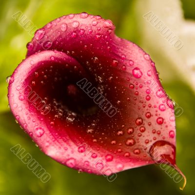 Zantadeschia
