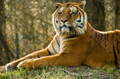Tiger, Tiger ...