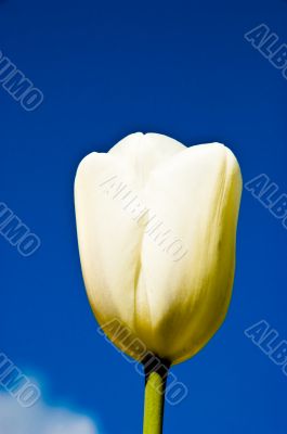 White Tulip