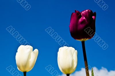 Tulip Flowers - Leadership
