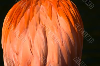 Flamingo Boa Bird Feathers