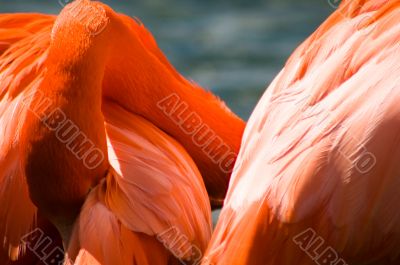Tangled Flamingo - Bird Knot
