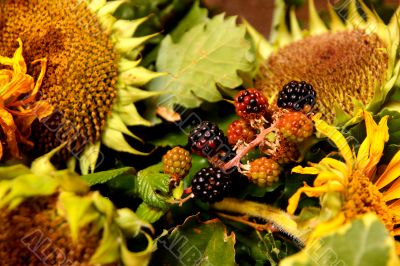 dried sunflowers and bramble