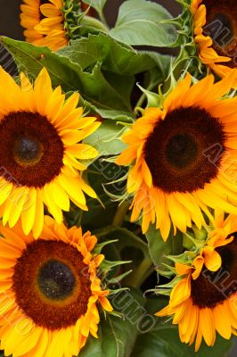 beautiful sunlfowers