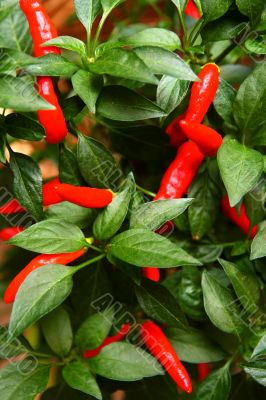 red chili peppers