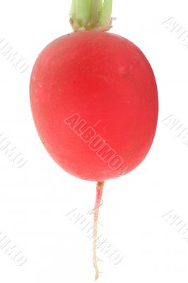 radish isolated