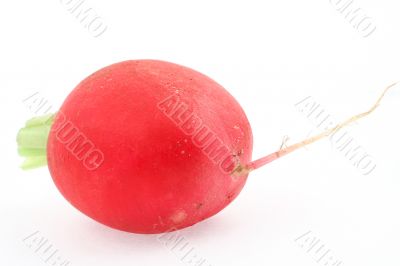 radish isolated