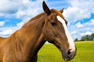 Horse Head Portrait Close Up