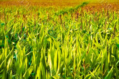 Corn Growing Field