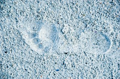 Footprint in Sand