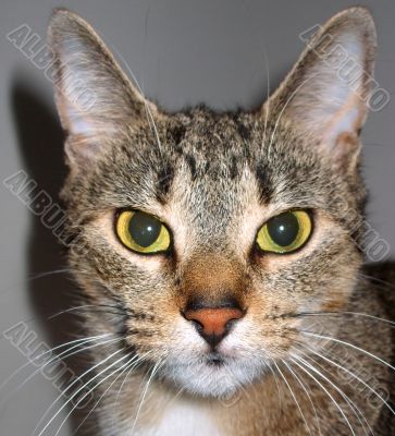 Close up of a Cat`s Face