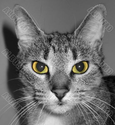 Green Eyed Cat