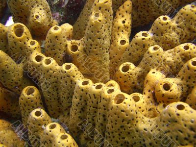yellow sponge coral