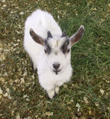 Smiling Pygmy Goat Kid